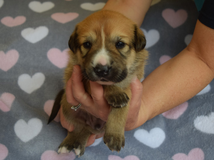 chinook puppy